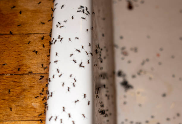 West Blocton, AL Pest Control Company